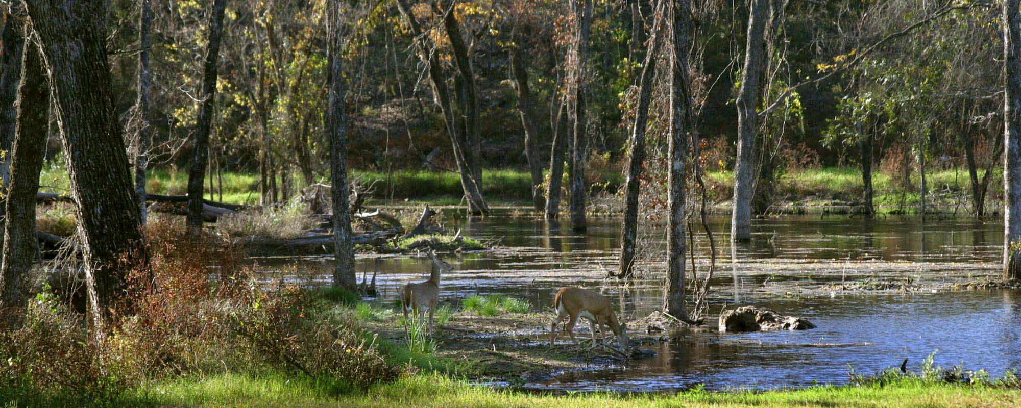 Deer drinking water from a lake in a marshy wooded area.