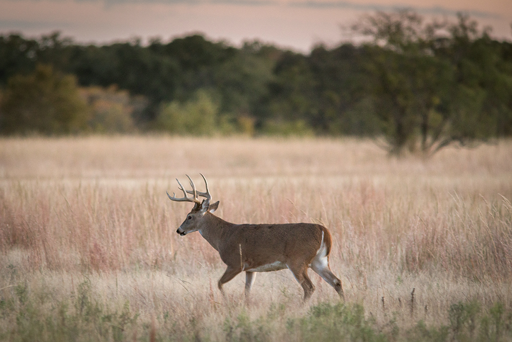 Buck deer walking through field