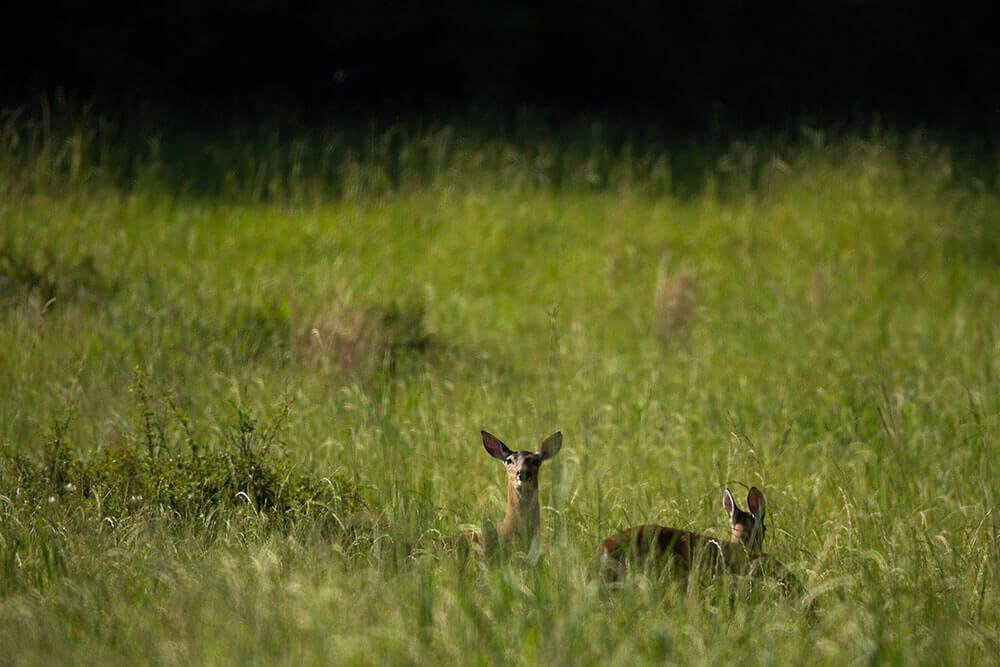 A doe deer looks toward the camera while her fawn walks back. Both are standing in a green pasture with very tall regenerative forage growth