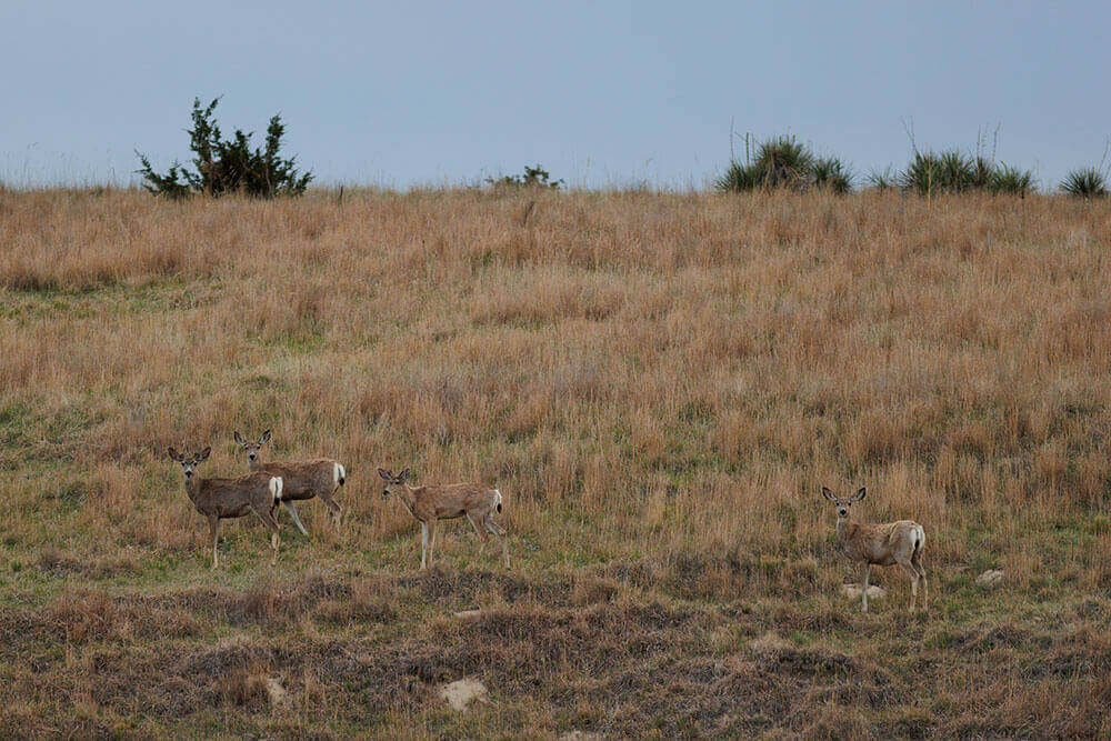 Several deer standing on the side of a hill in late fall at evening