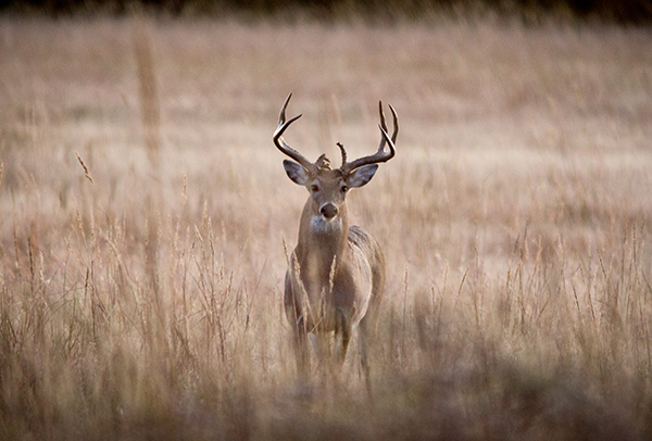 Buck deer standing in field