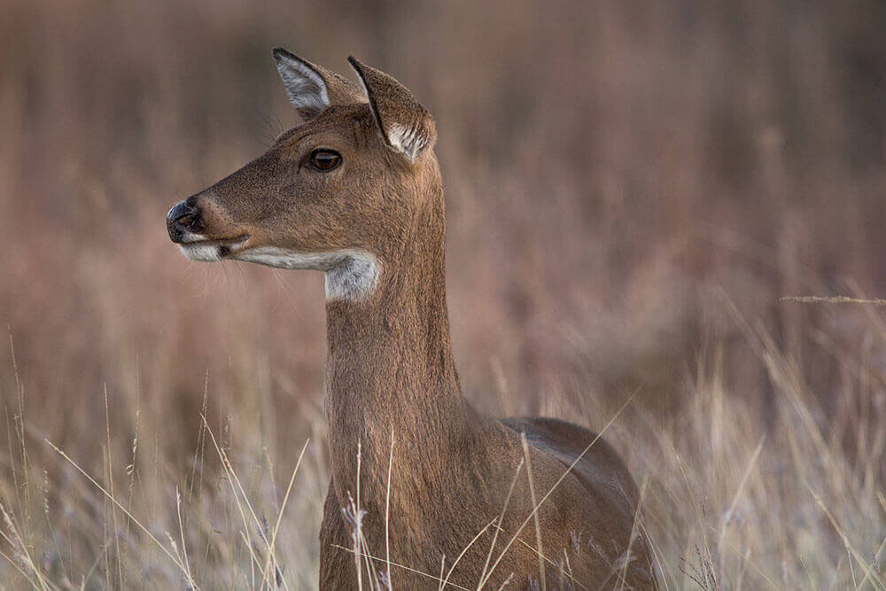 A doe deer looks off camera as she stands in a tall grass dormant pasture at dusk.