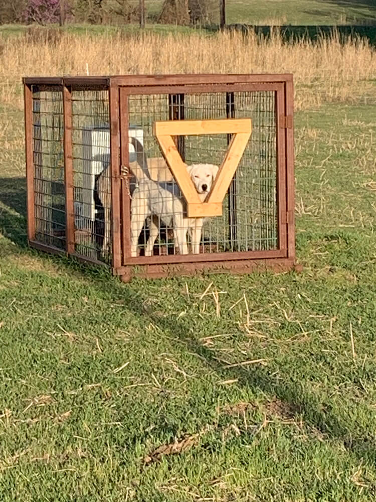 Dog in a a goat-proof dog feeder pen