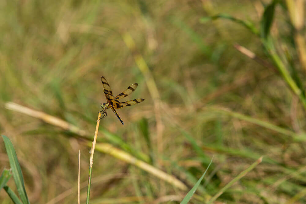 Dragonfly resting on forage