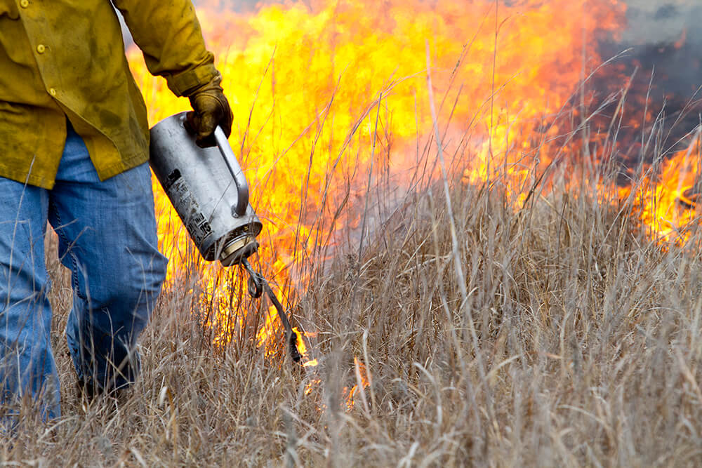 A rancher holding a drip torch lights a pasture during a prescribed burn.
