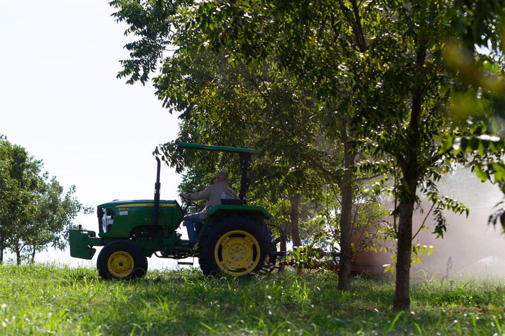 A Pecan producer drives a tractor pulling a harvesting machine.