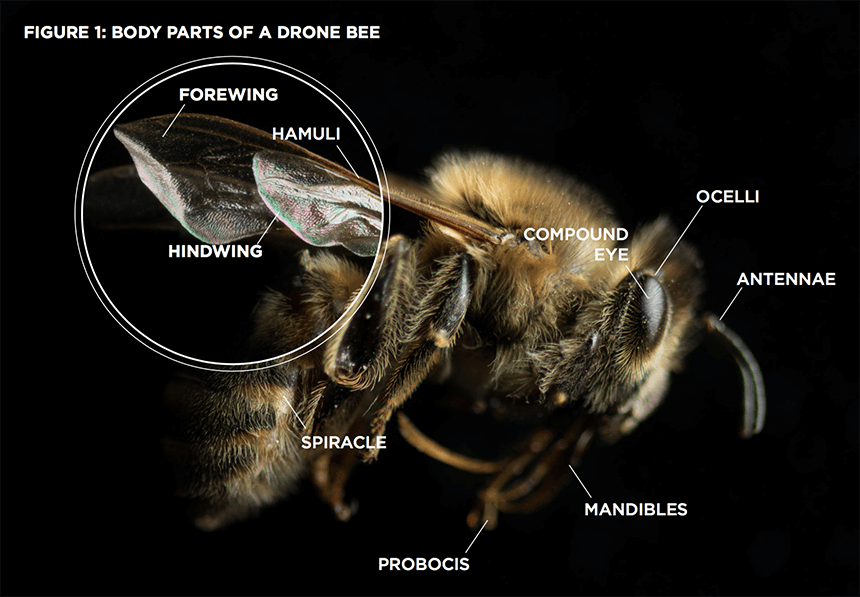 Figure 1. Body Parts of a Drone Bee