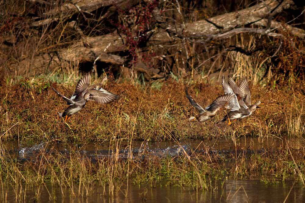 Ducks taking flight over a lake in fall. A fallen tree sits behind them on the shores of the marshy area