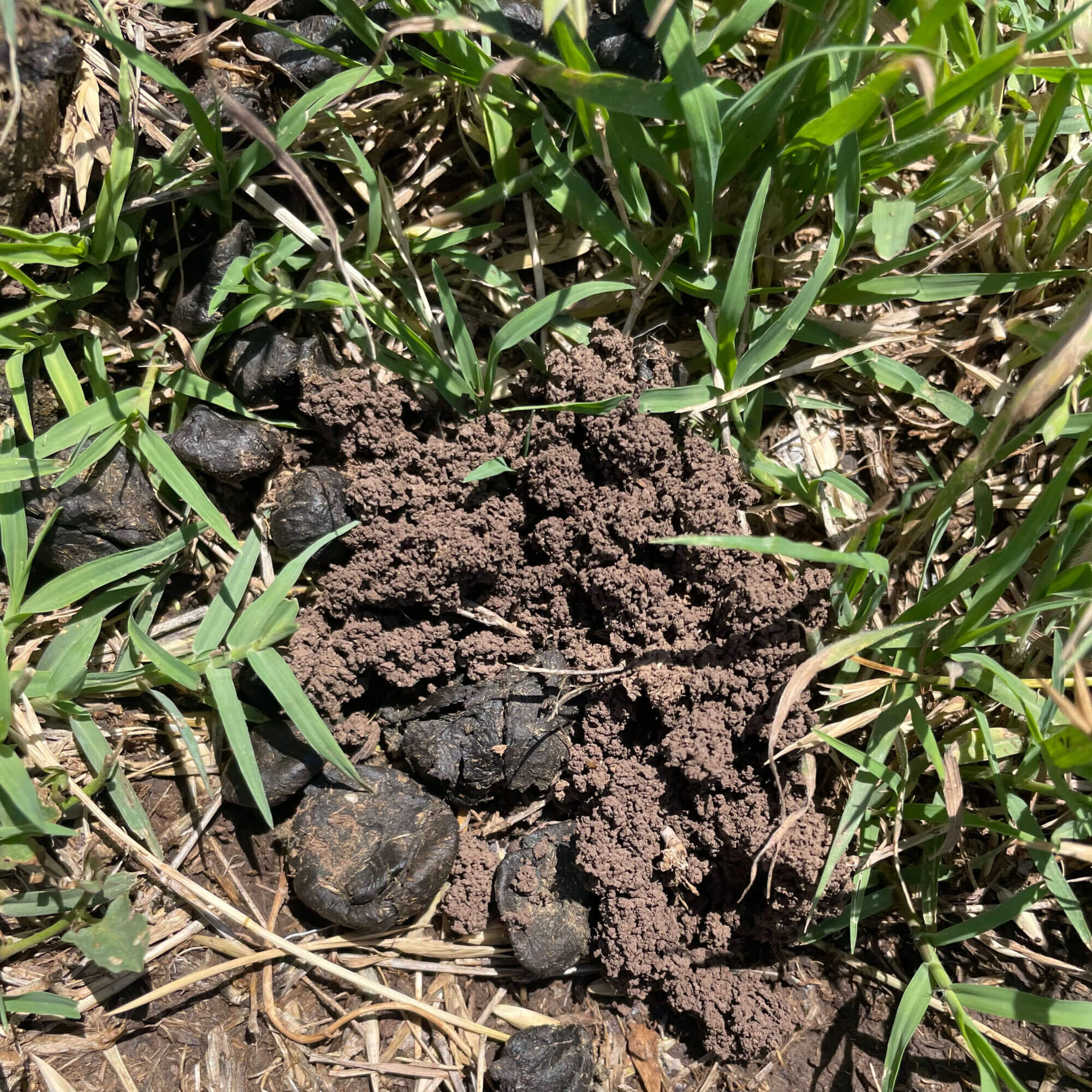 Livestock dung in grass