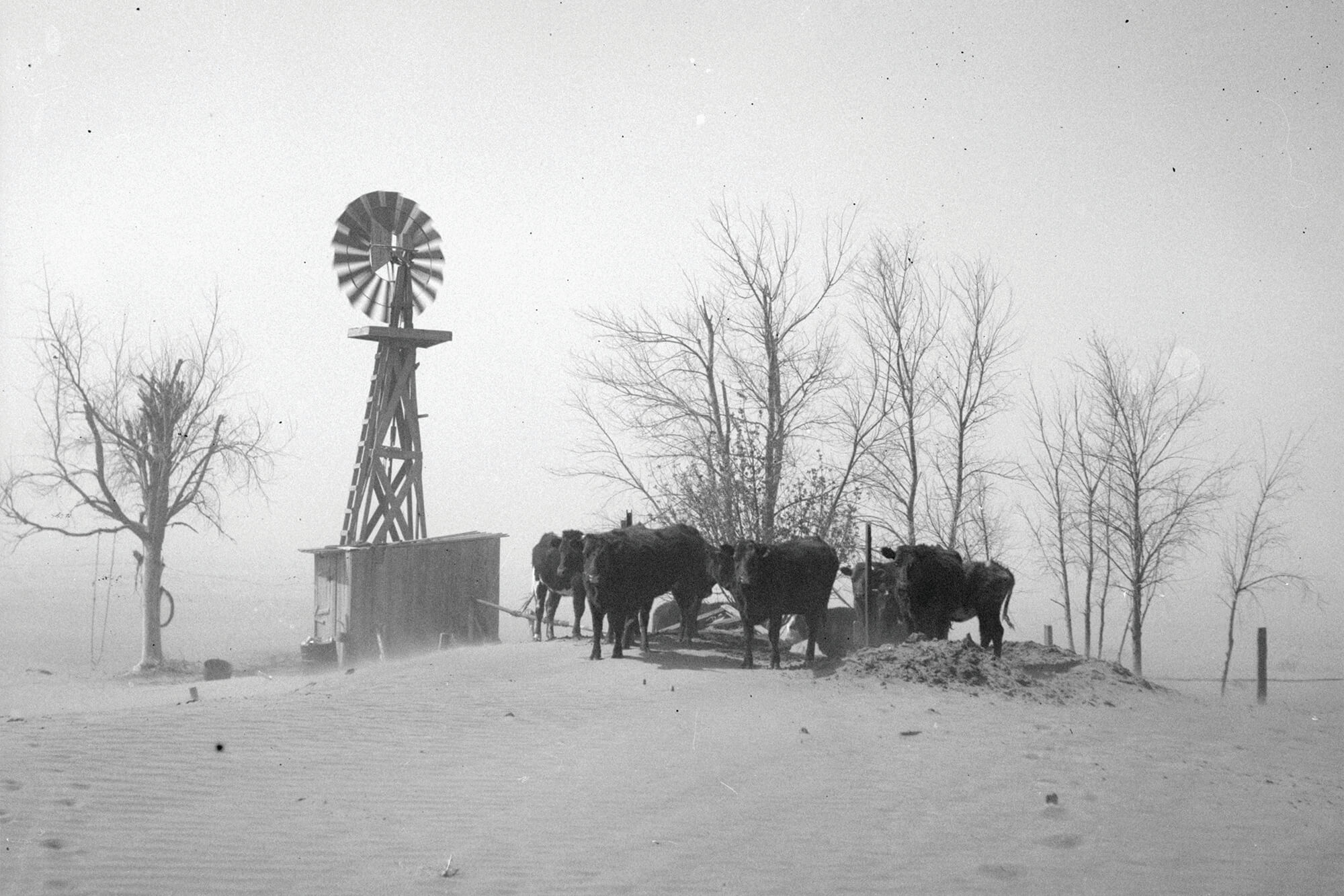 Cattle standing in a dry barren field next to a windmill during the dustbowl.