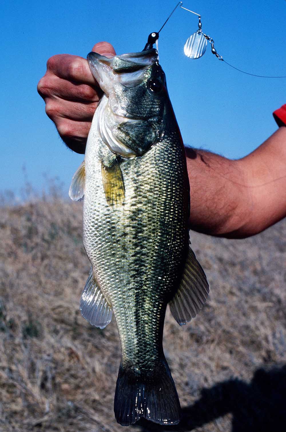 Figure 1. northern largemouth bass