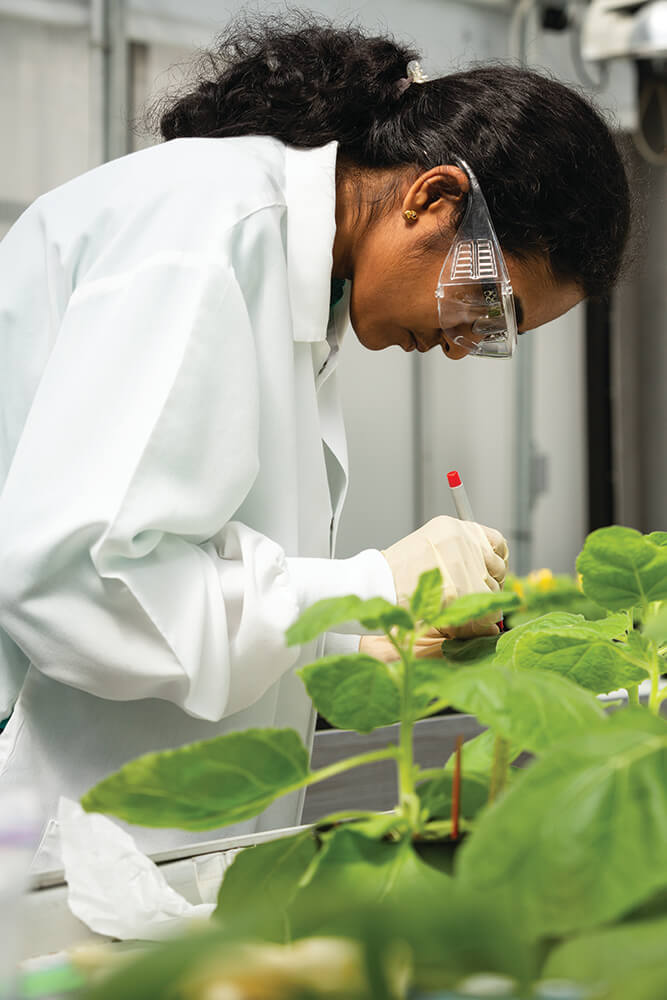 Vidhya Raman, Ph.D. prepares plants as part of research