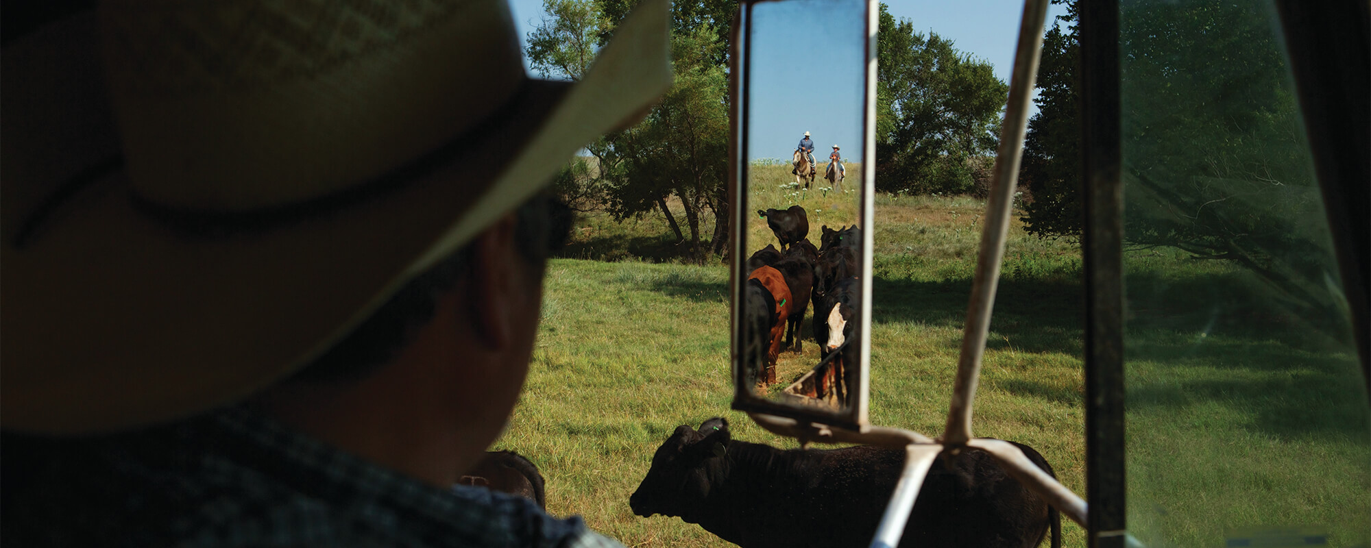 Ranchers and cattle in a pasture