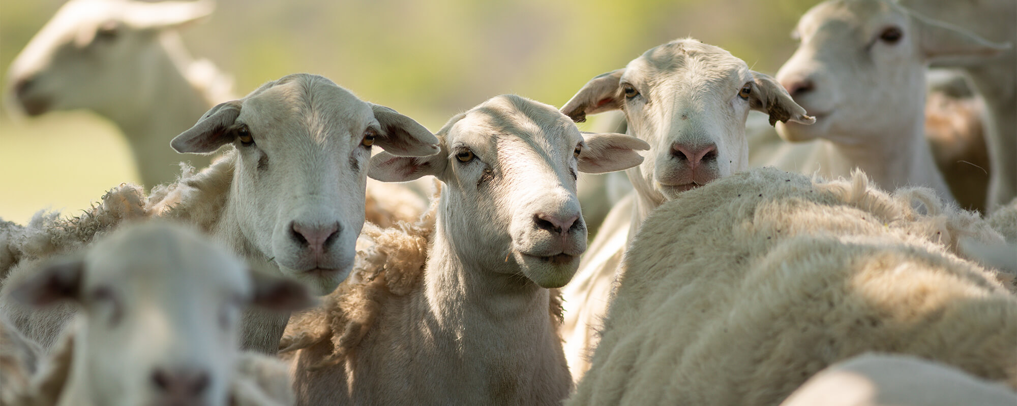 Flock of Sheep Grazing at Coffey Ranch