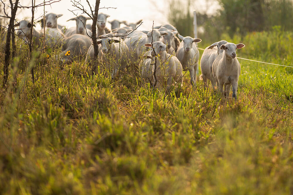 Flock of sheep standing in a polywire fenced area