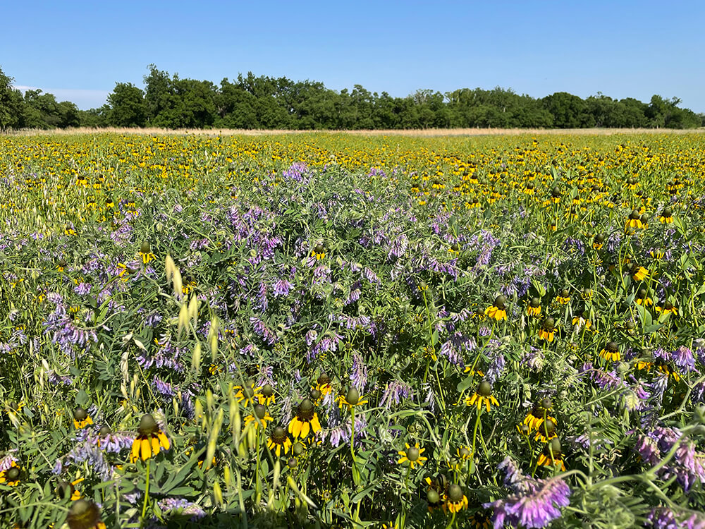 A field of coneflowers and hairy vetch