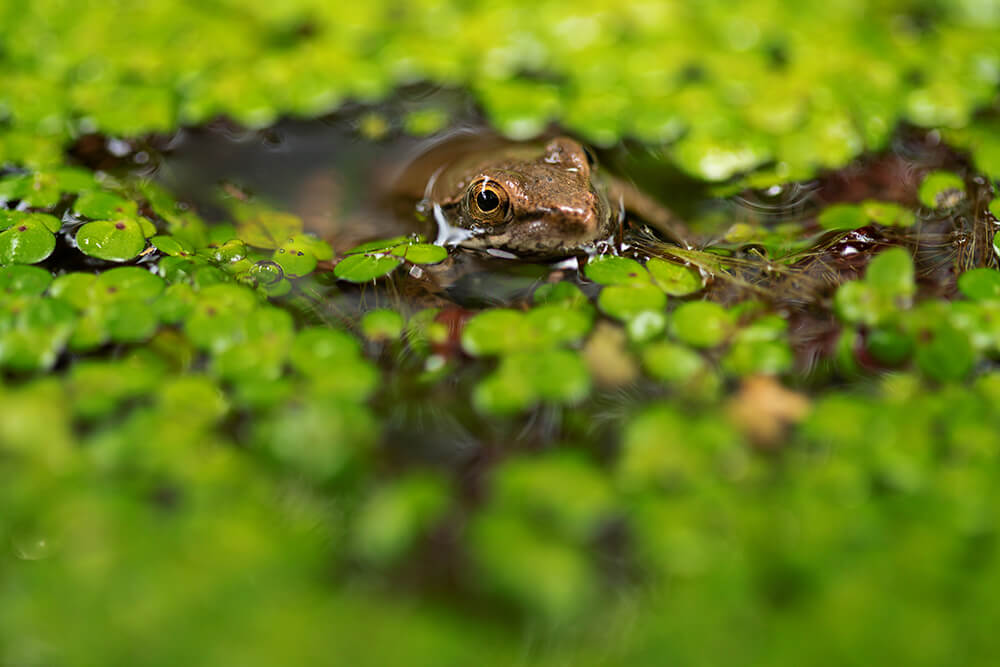 Frog peeking up out of aquatic plants