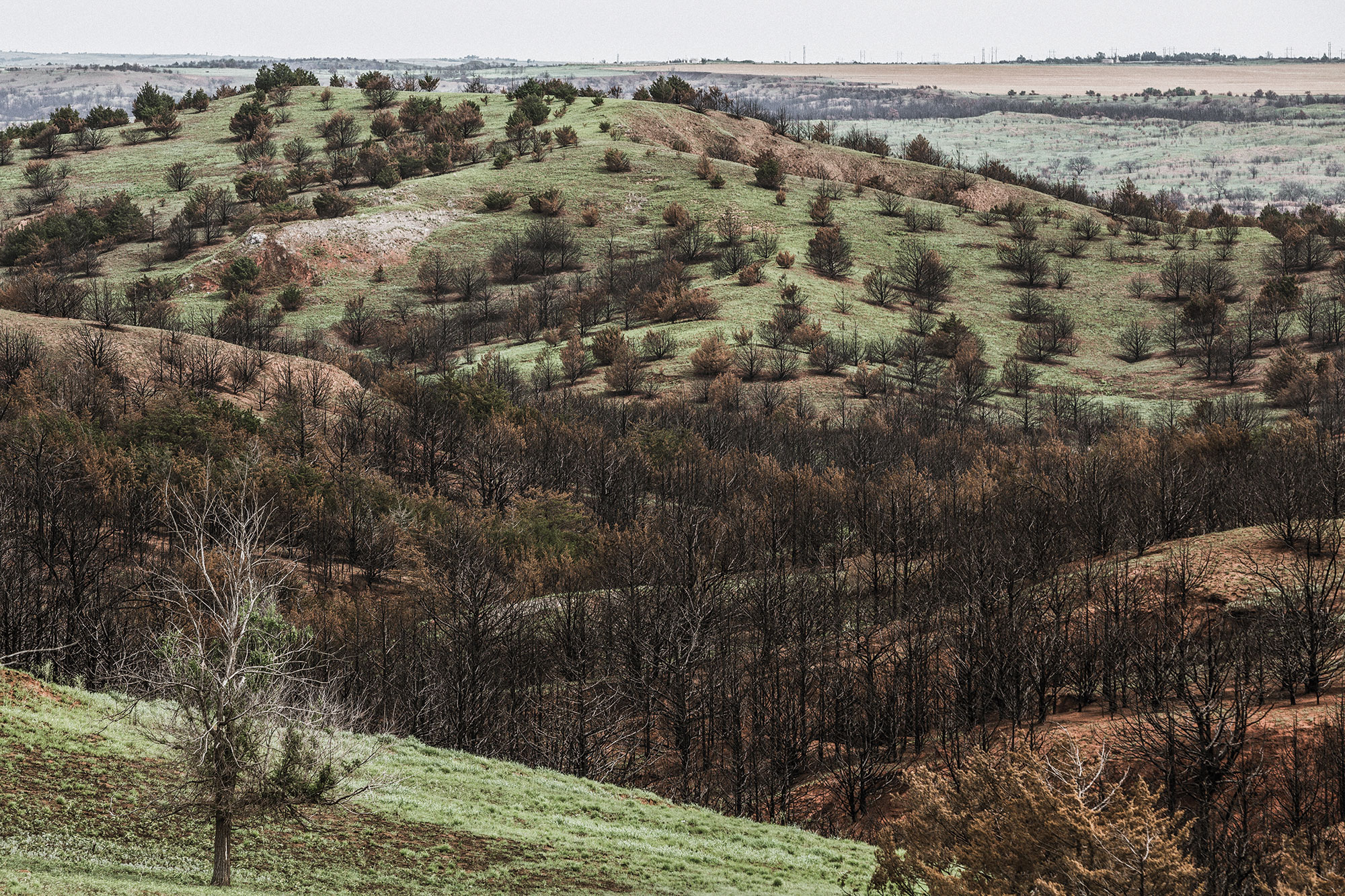 Area damaged by the fire slowly recovers.