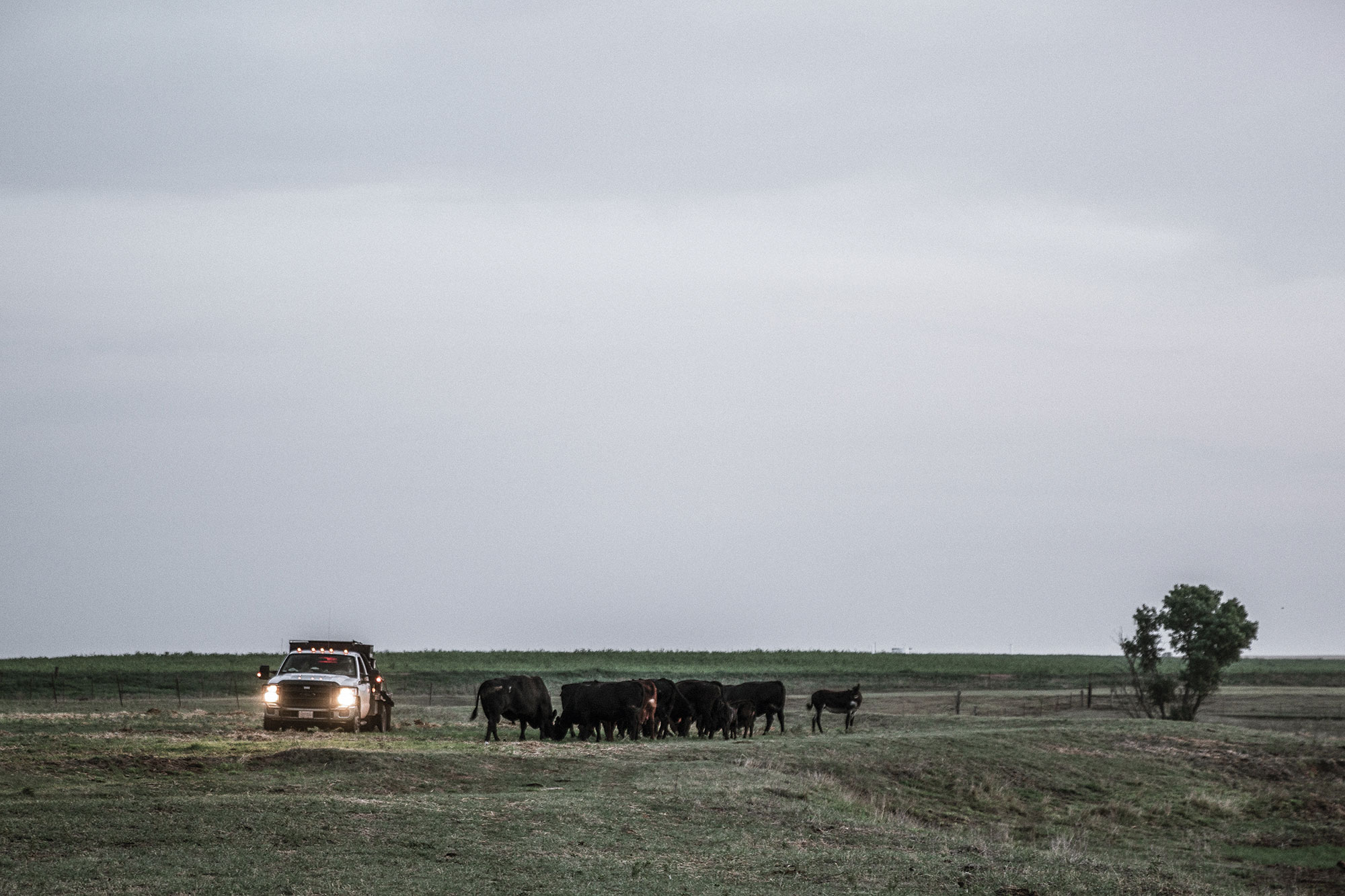 Jimmy Emmons drives his truck through the pasture to check on his cattle.