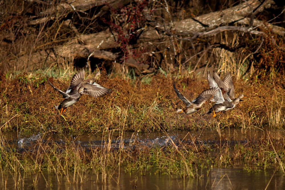 Gadwall ducks take flight from a pond with a wooded shore