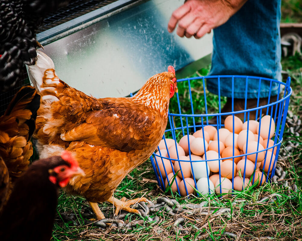 Gathering chicken eggs