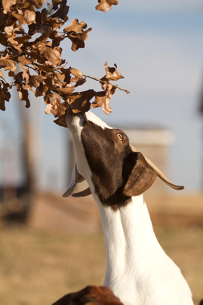 Goat eating tree leaves