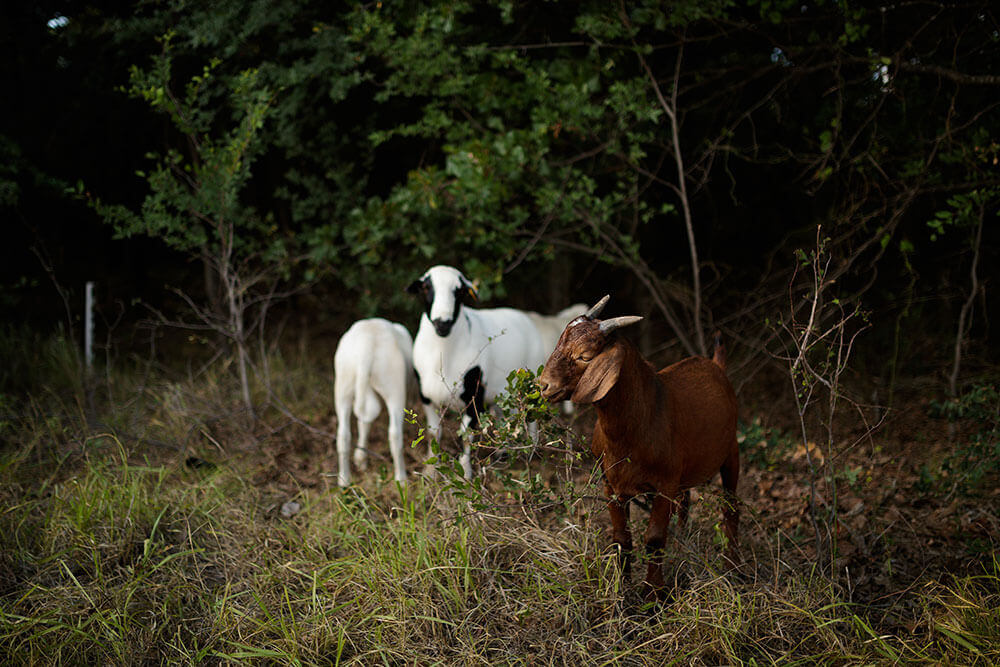 Goats and Sheep grazing brush.
