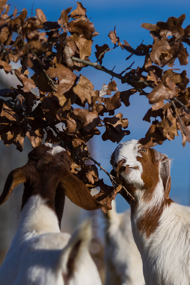 Goats eating brush.