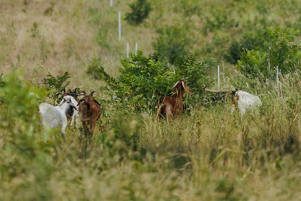 Goats grazing forbs and browse