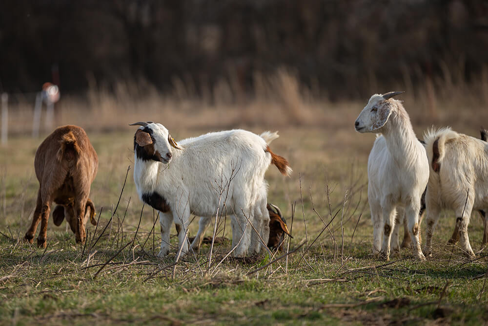 Goats grazing on Noble's Coffey Ranch