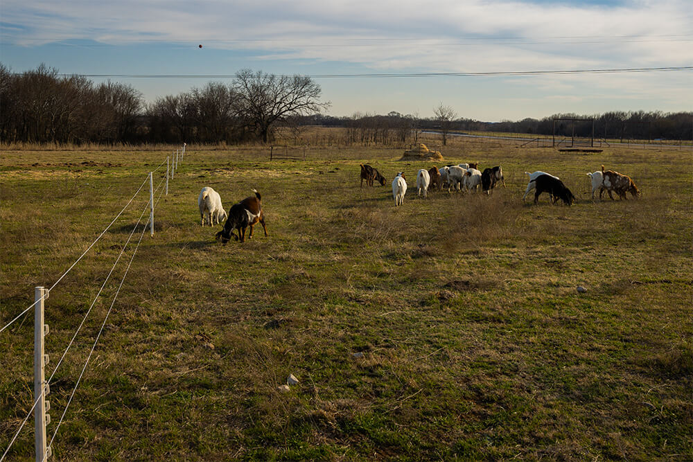 Goats grazing in a polywire paddock