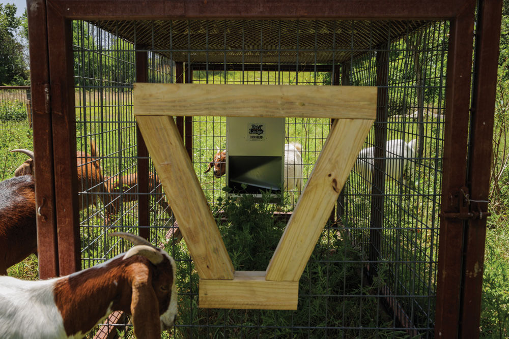 Goats standing around a guard dog feeder.