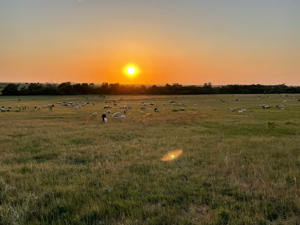 Dorper crossbred sheep grazing in the sunset