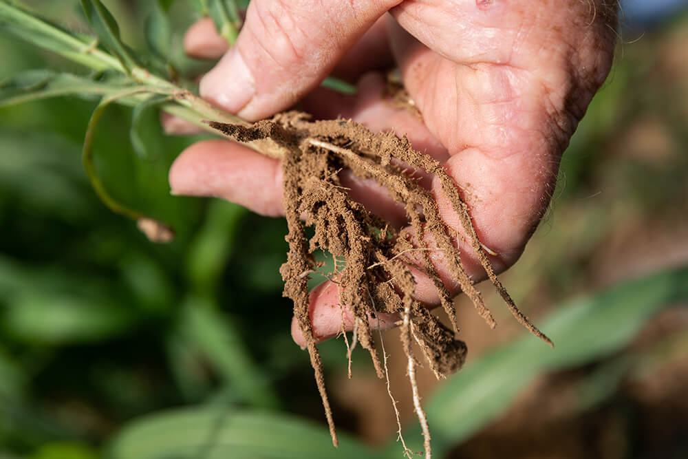 A rancher's hand holding plant roots taken from healthy soil.
