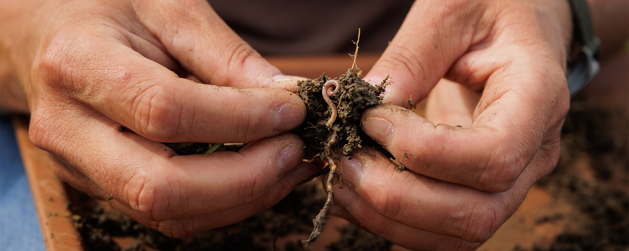 Hands holding earthworm and soil