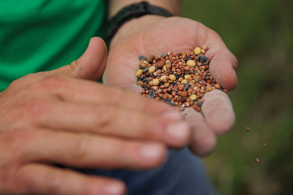Hands holding seed for a cover crop mixture of 17 species