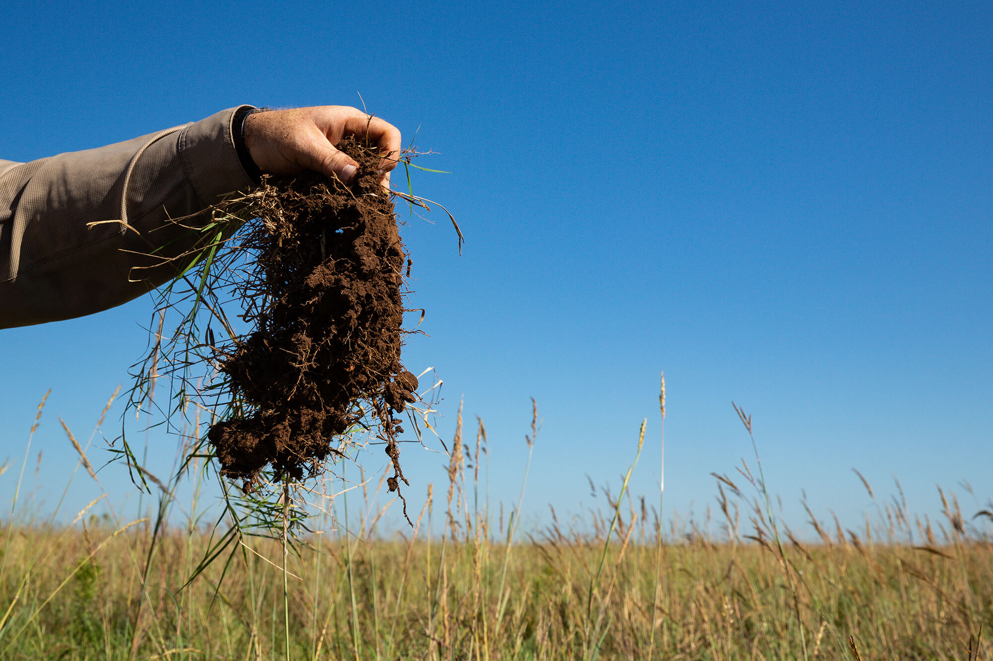 Consultant holds up a clump of healthy soil over pasture.