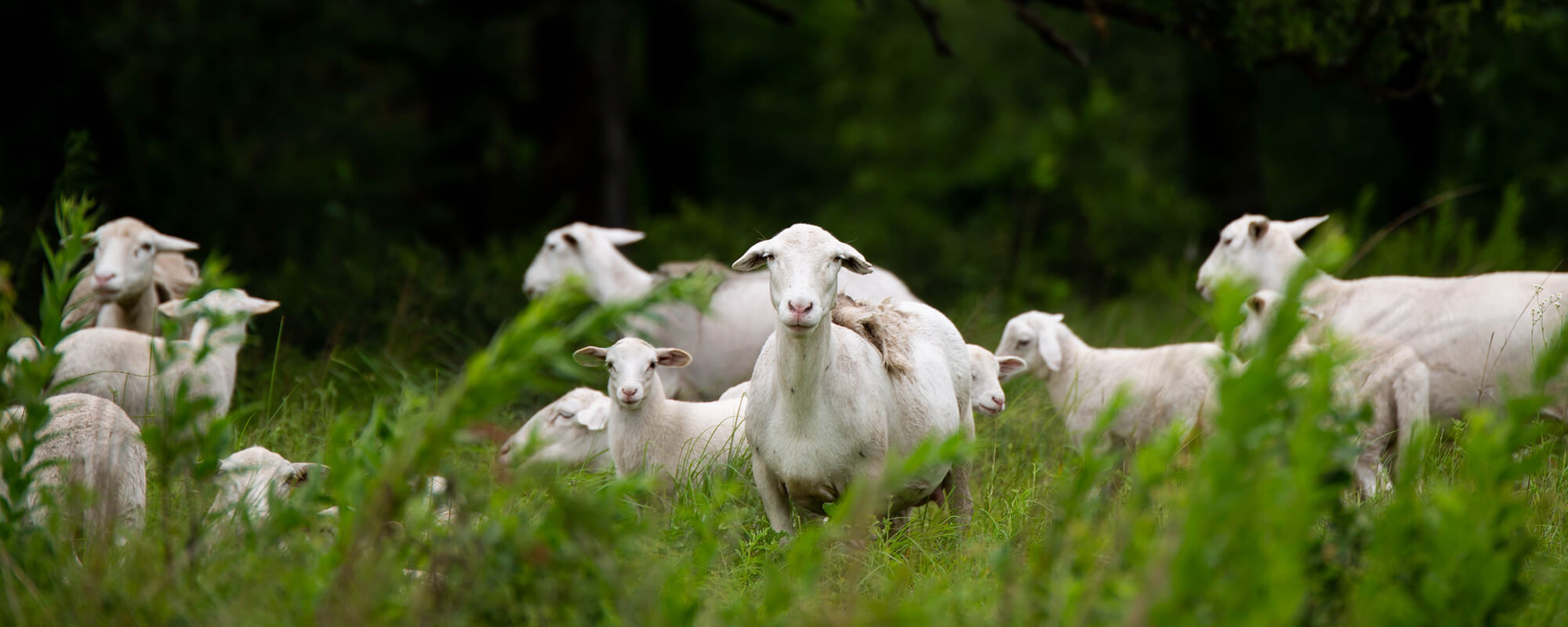 Herd of hair sheep