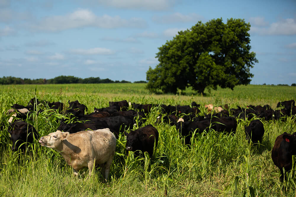 Steer grazing cover crops