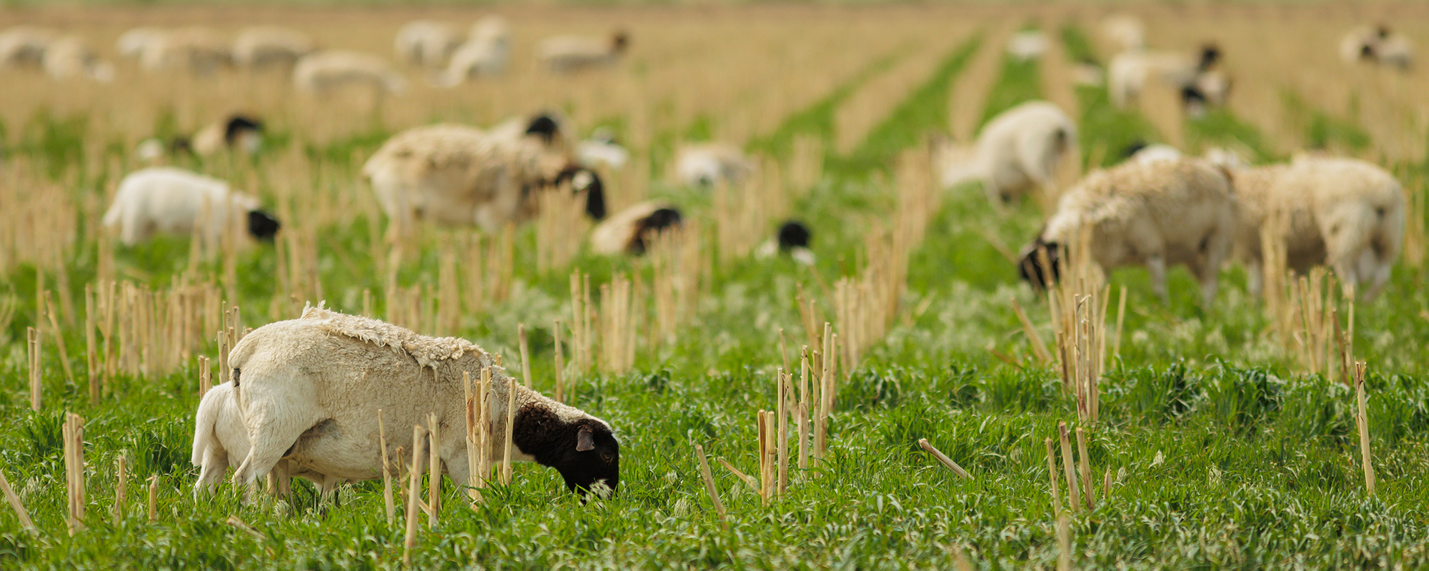 Dorper sheep graze in field