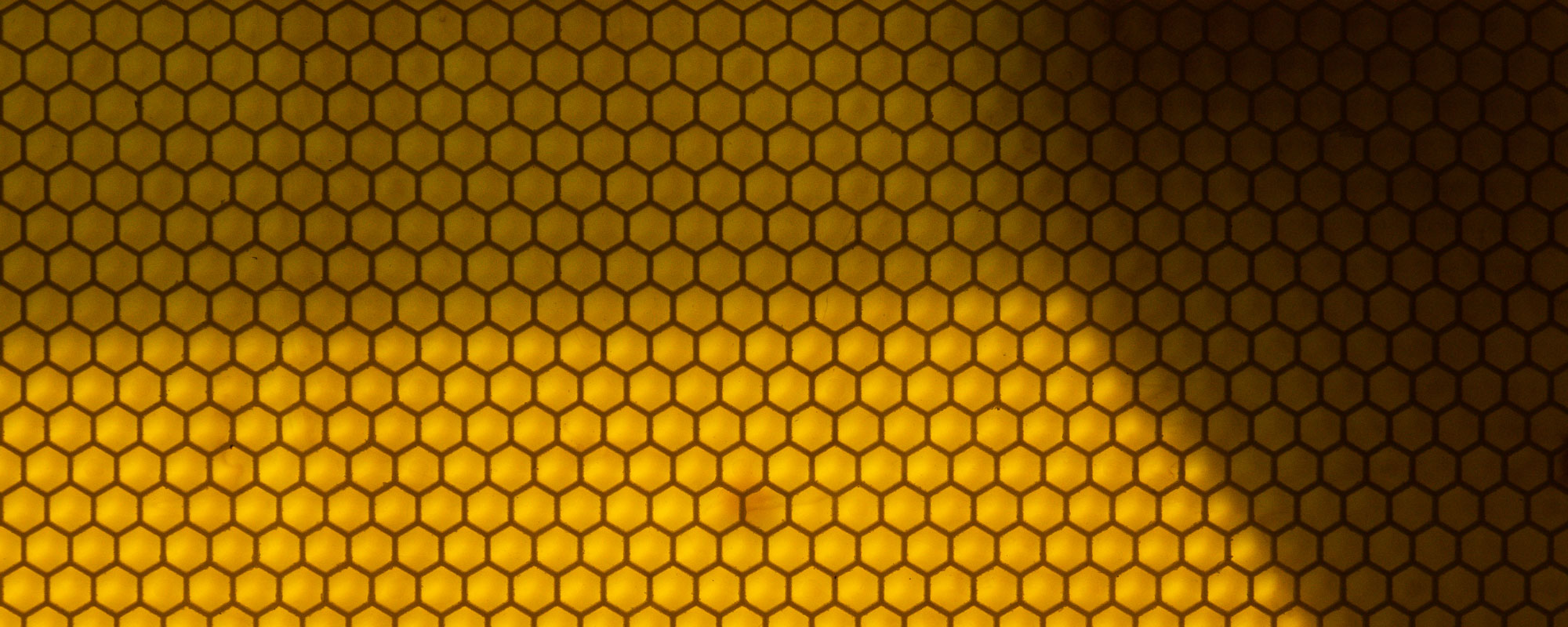 Honigkamm in einem Bienenstock