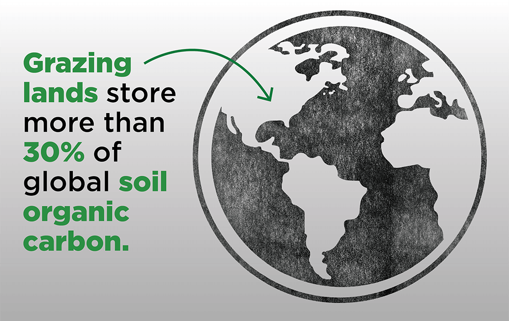 Infographic: Grazing lands store more than 30% of global soil organic carbon.