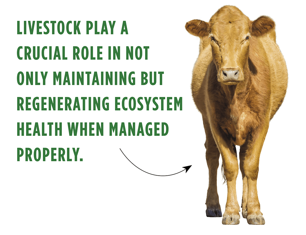 Infographic showing cow and information about livestock. Transcript provided below.