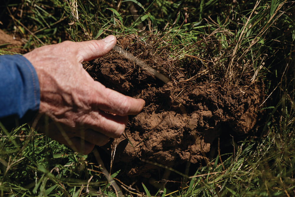 Inspecting healthy soil