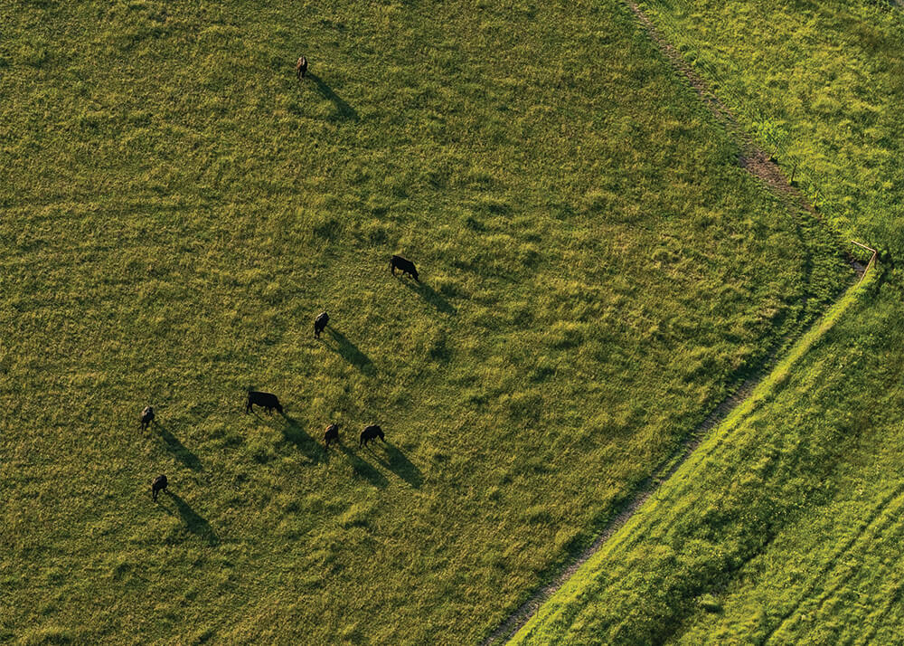 Aerial view of cattle in pasture