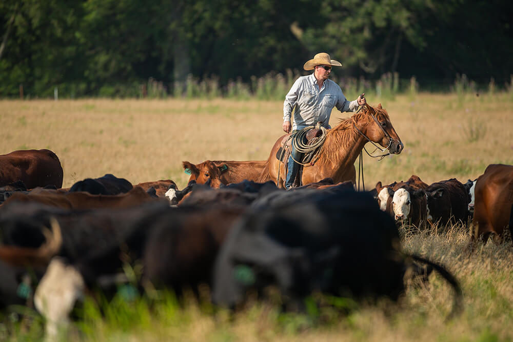 Joe Pokay, riding on horseback, works cattle on Noble's Coffey ranch.