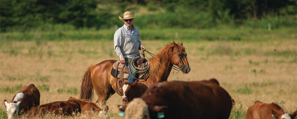 Joe Pokay works cattle on horseback
