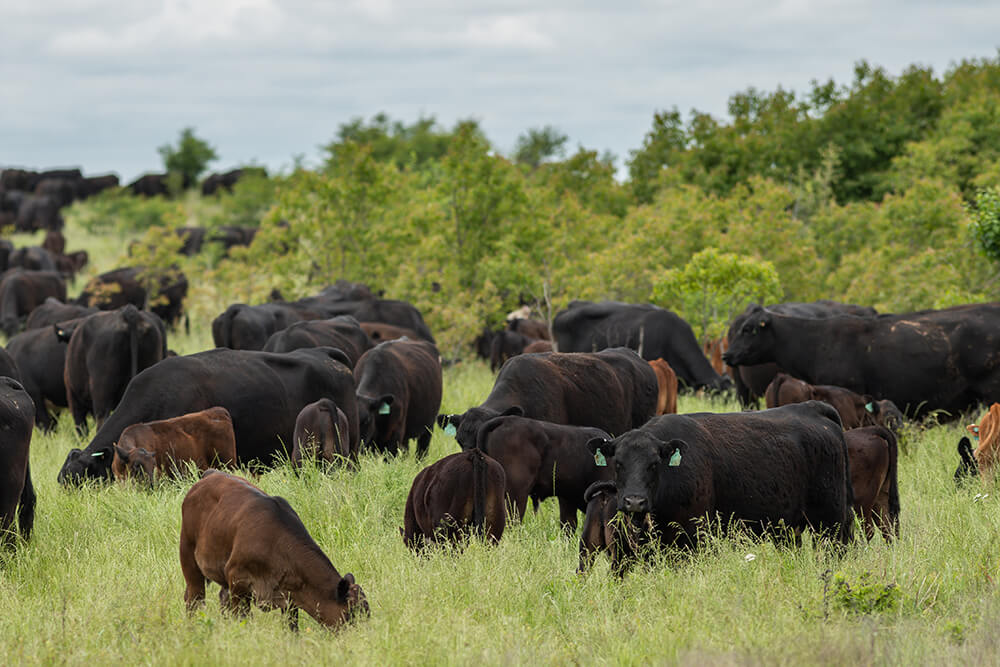 A large herd of cattle grazing in pasture near the woods