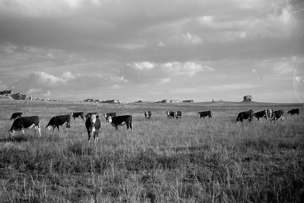black and white photo os cows