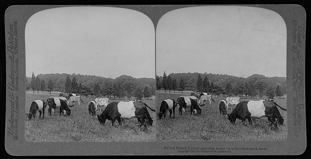 Stereograph photo of cattle grazing in 1906